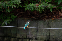 カワセミ