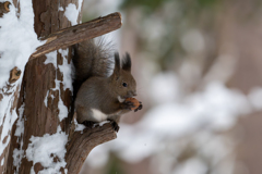 リスのご飯探し