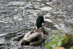 水辺の鳥