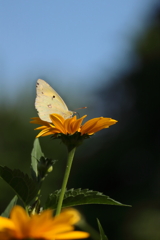 オレンジ色の花と蝶