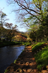 新緑の散歩道