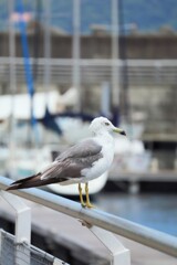 静かな港の番人
