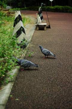 鳥