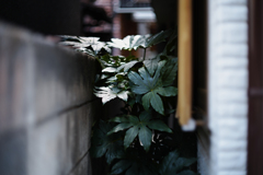 手招く葉