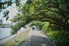 緑のトンネル