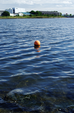 海