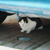 猫