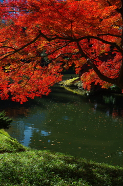 紅葉
