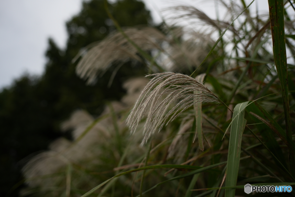 秋の草花