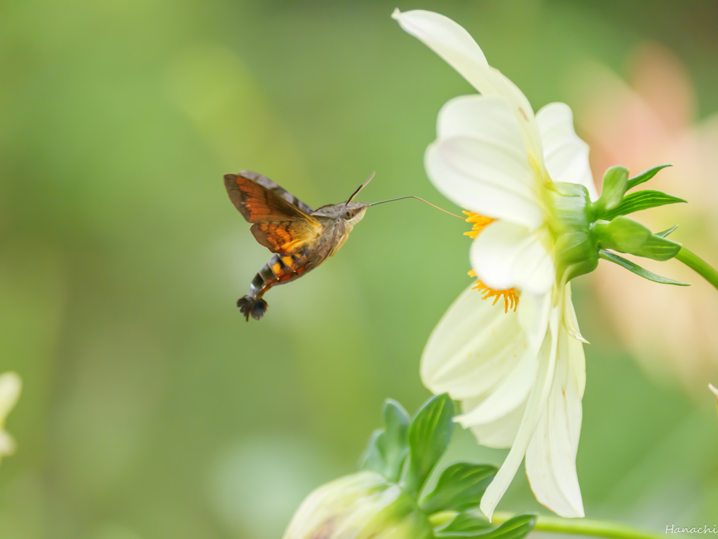 ダリアの蜜を吸うホウジャク (別名空飛ぶエビフライ)