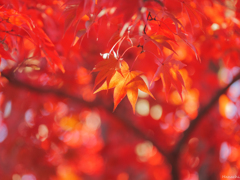 真紅の紅葉
