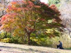 紅葉を写す