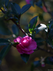 山茶花