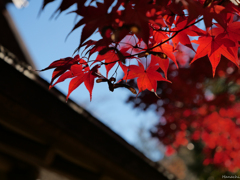 紅葉