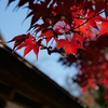 紅葉