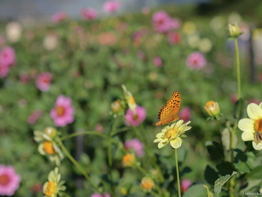 秋の花畑とツマグロヒョウモン