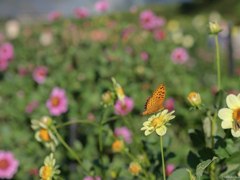 秋の花畑とツマグロヒョウモン