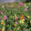 秋の花畑とツマグロヒョウモン