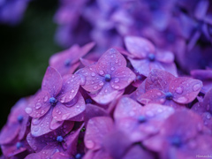 紫陽花
