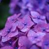 紫陽花