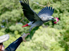 ズーラシアにて (ヨウム) 花を運ぶしごと