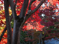 紅葉