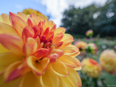 ダリアの花 (オレンジ色のすがた)