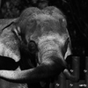 ズーラシアにて (インドゾウ)