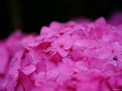 紫陽花