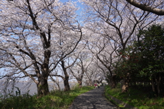 桜並木