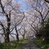 桜並木