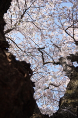 力強い老桜