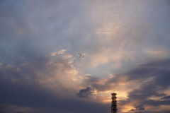 夕暮れの白鳥