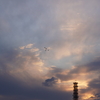 夕暮れの白鳥