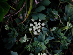 葉に隠れた小さな花