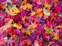 紅葉の絨毯