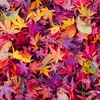 紅葉の絨毯