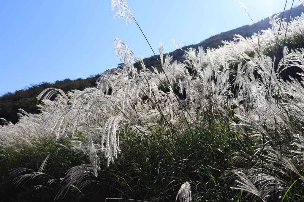仙石原　すすき草原