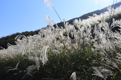 仙石原　すすき草原