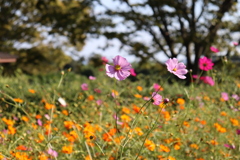 秦野戸川公園にて