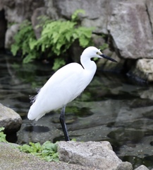 せせらぎ緑道