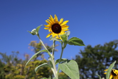 くりはま花の国
