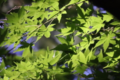 鎌倉散策　長谷寺