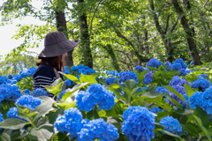 紫陽花とお嬢