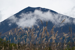 富士山と芒