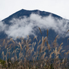 富士山と芒