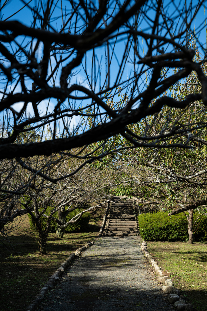 公園の道