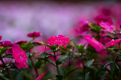 秋雨と花