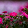秋雨と花