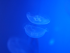 transparent